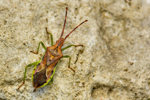 Gonocerus juniperi - boróka-karimáspoloska
