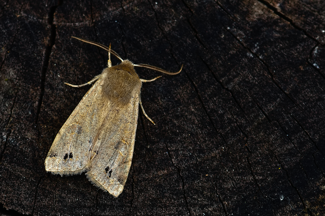 Anorthoa munda - tölgyes barkabagoly