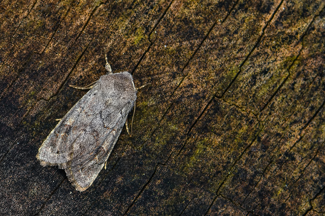 Orthosia populeti - nyárfa-barkabagoly