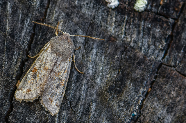 Orthosia incerta - változékony barkabagoly