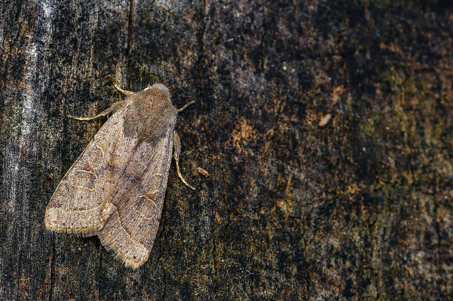 Orthosia cerasi - közepes barkabagoly