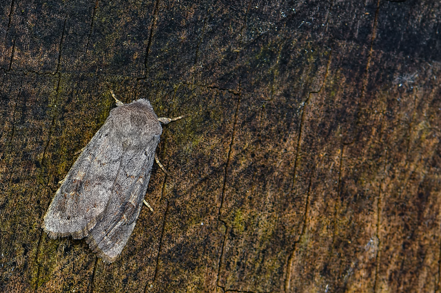 Orthosia populeti - nyárfa-barkabagoly