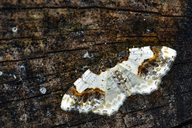 Ligdia adustata - barna levélaraszoló