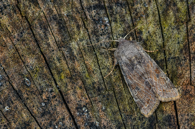 Orthosia incerta - változékony barkabagoly