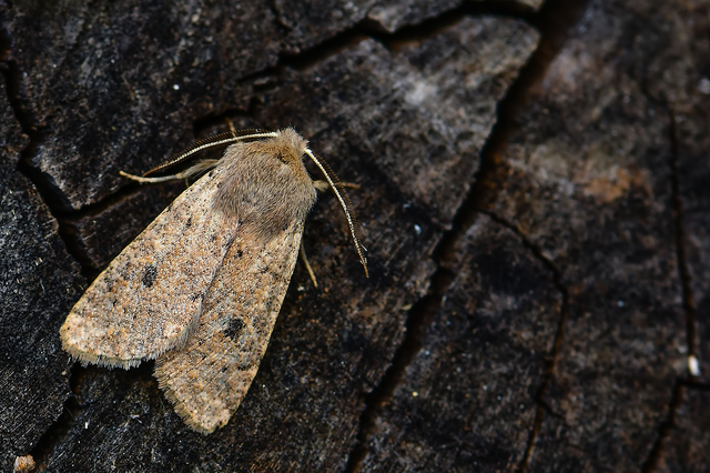 Orthosia cruda - kis barkabagoly