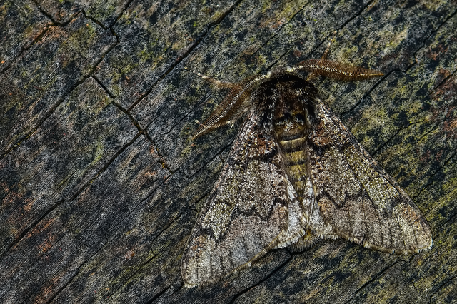 Biston strataria - barnapettyes araszoló