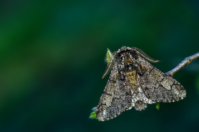 Biston strataria - barnapettyes araszoló