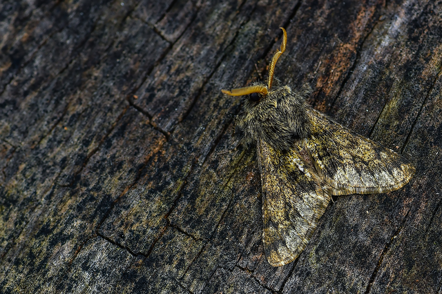 Apocheima hispidaria - borzas tavasziaraszoló