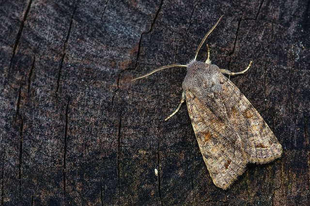 Orthosia incerta - változékony barkabagoly