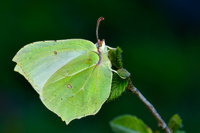 Gonepteryx rhamni - citromlepke