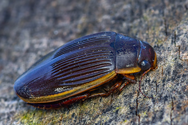 Dytiscus dimidiatus - tompacsípős csíkbogár