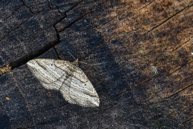 Costaconvexa polygrammata - soksávú araszoló