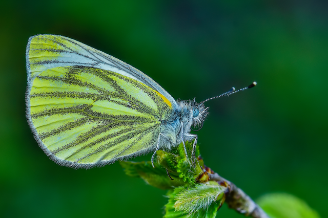 Pieris napi - repcelepke