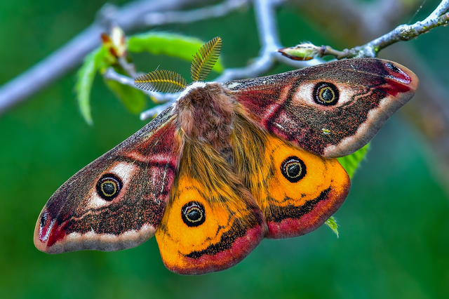 Saturnia pavoniella/pavonia