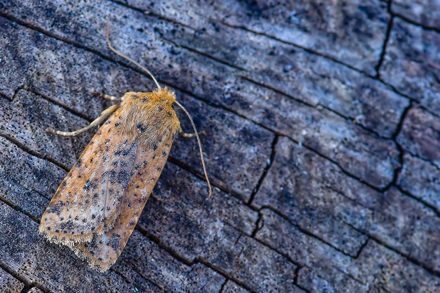 Conistra rubiginea - vörös őszibagoly