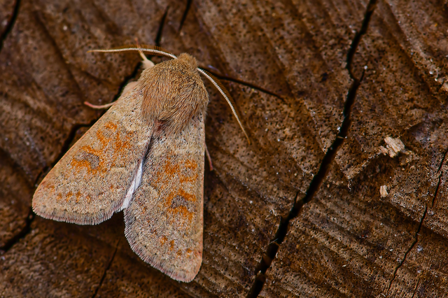 Orthosia miniosa - sárgás barkabagoly