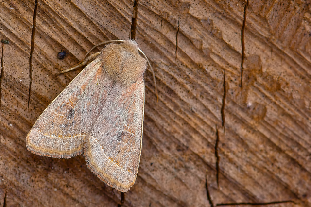 Orthosia cerasi - közepes barkabagoly