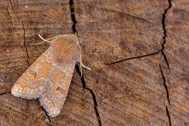 Orthosia miniosa - sárgás barkabagoly