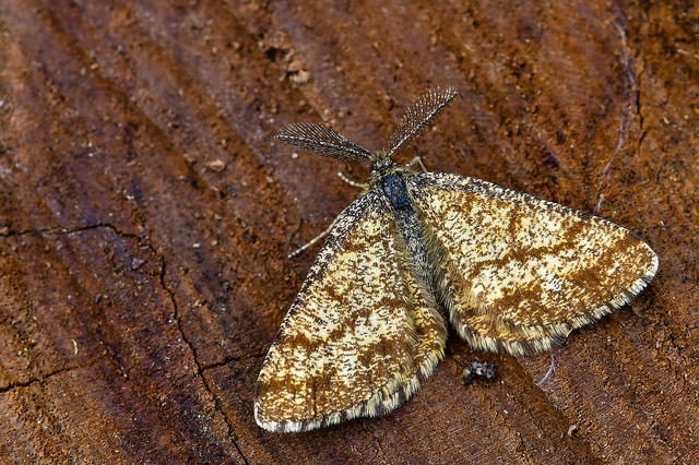Ematurga atomaria - barna rétiaraszoló