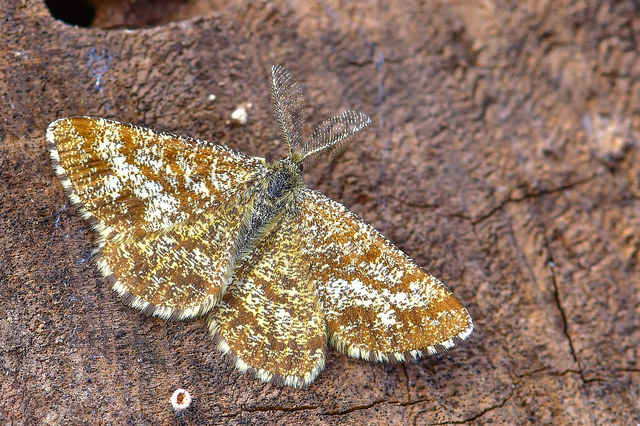 Ematurga atomaria - barna rétiaraszoló
