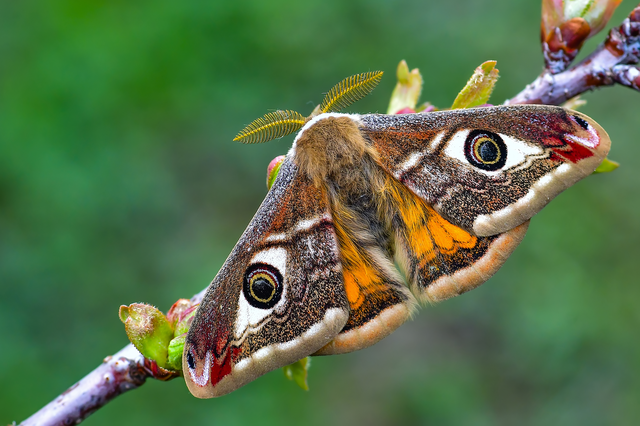 Saturnia pavoniella/pavonia