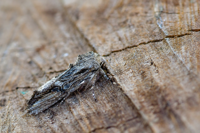 Egira conspicillaris - változékony szürkebagoly