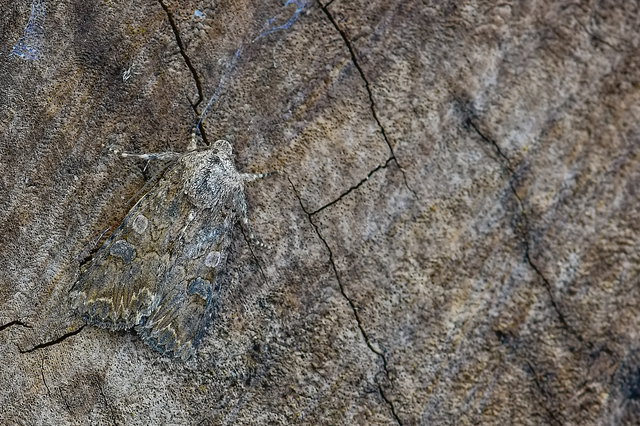 Hadula trifolii - lóherebagoly