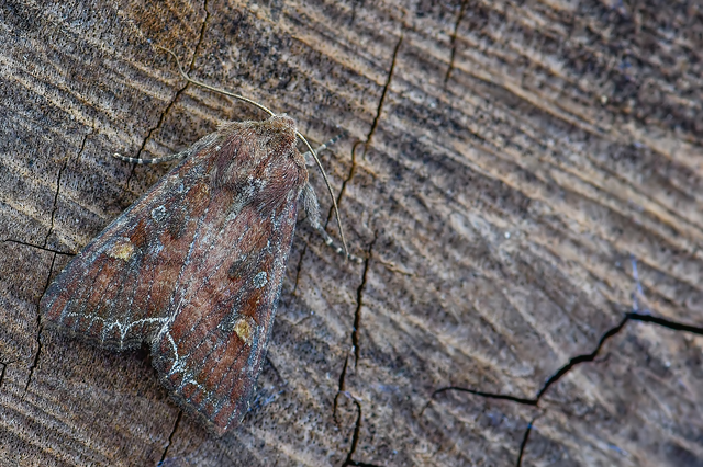 Lacanobia oleracea - saláta-kertibagoly
