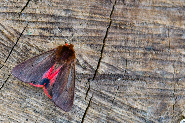 Phragmatobia fuliginosa - füstös medvelepke