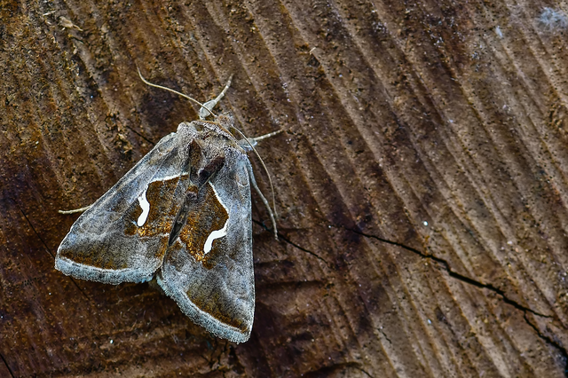 Macdunnoughia confusa - cseppfoltos ezüstbagoly