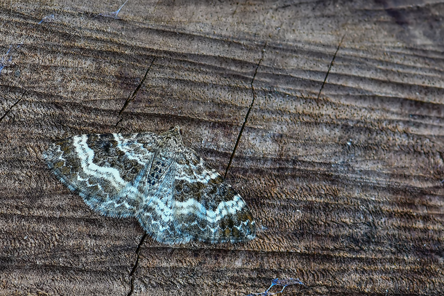 Epirrhoe alternata - galaj-tarkaaraszoló