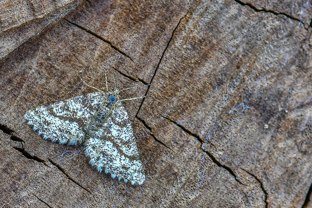 Ematurga atomaria - barna rétiaraszoló