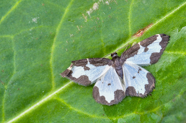 Lomaspilis marginata - szegélyes nyárfaaraszoló