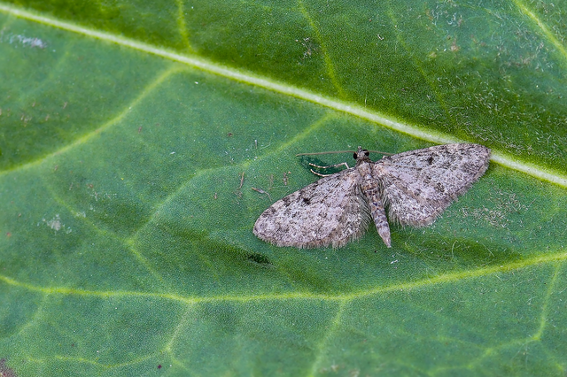 Eupithecia virgaureata - aranyvessző-törpearaszoló