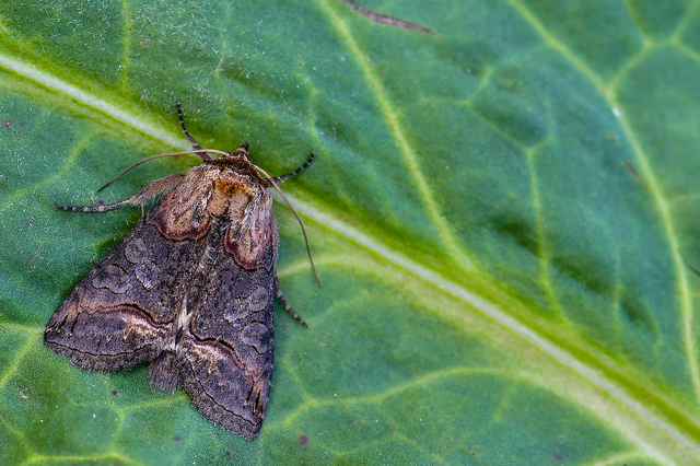 Abrostola triplasia - közönséges csalánbagoly