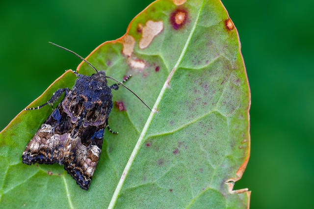 Euplexia lucipara - szeder-csipkésbagoly