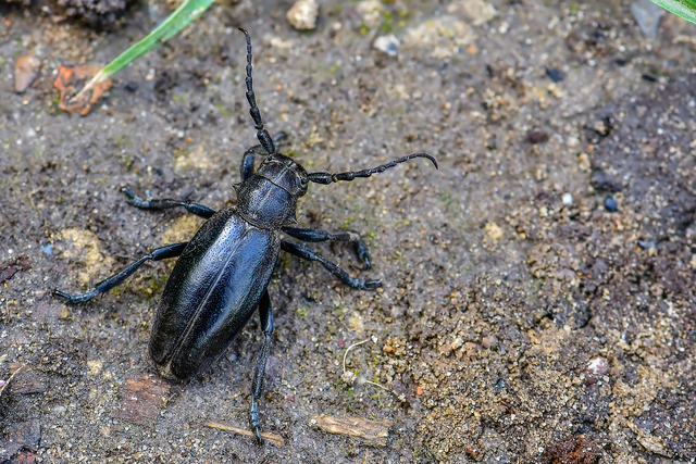 Dorcadion aethiops - fekete gyalogcincér