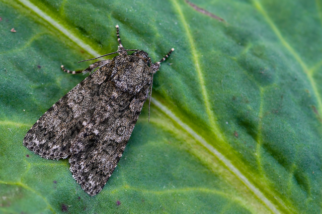 Acronicta rumicis - sóska-szigonyosbagoly