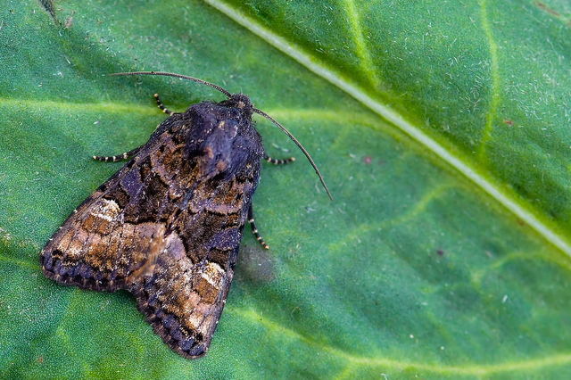 Euplexia lucipara - szeder-csipkésbagoly
