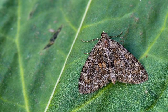 Thera variata/britannica