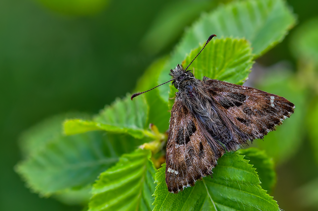 Carcharodus alceae - mályva-busalepke