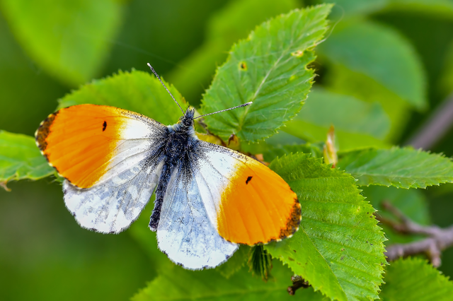 Anthocharis cardamines - hajnalpírlepke