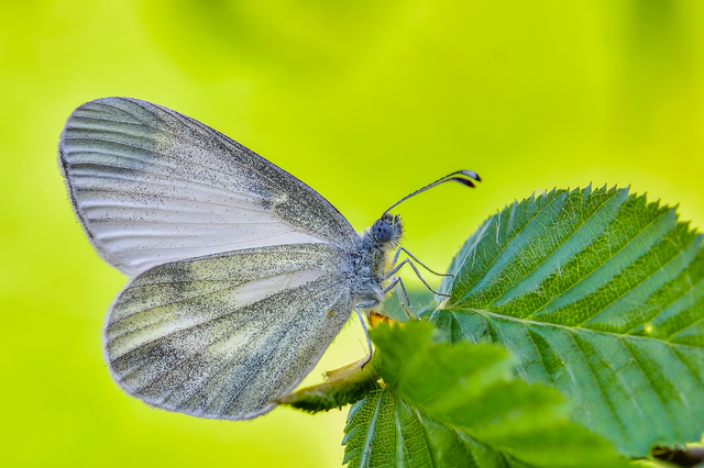 Leptidea sinapis - mustárlepke