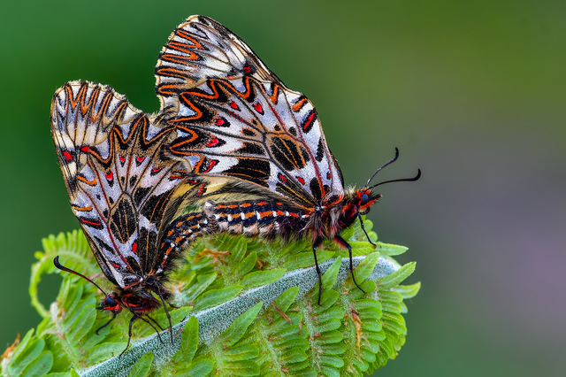 Zerynthia polyxena - farkasalmalepke