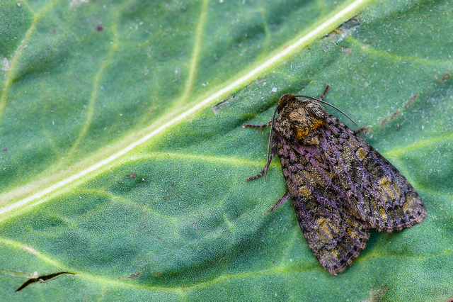 Craniophora ligustri - fagyalbagoly