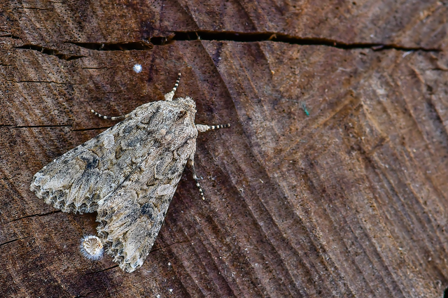 Hadula trifolii - lóherebagoly