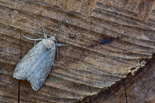 Nycteola asiatica - nyárfa-trapézbagoly