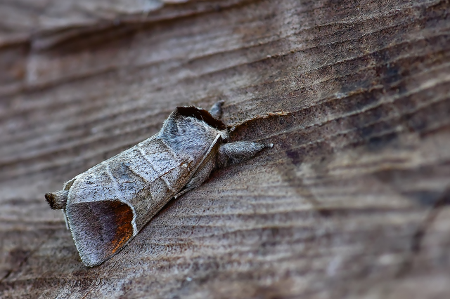 Clostera curtula - rövidszárnyú levélszövő