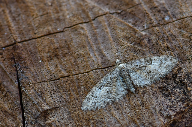 Eupithecia abbreviata - korai törpearaszoló
