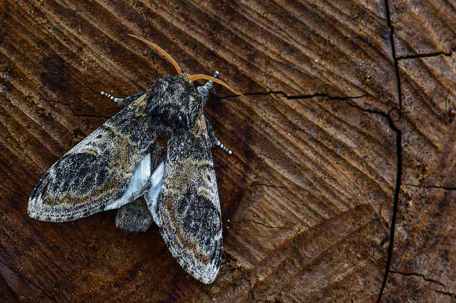 Notodonta tritophus - tarajos púposszövő